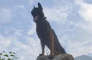 Assault dog Zoom dies. What Indian Army officials say about him?